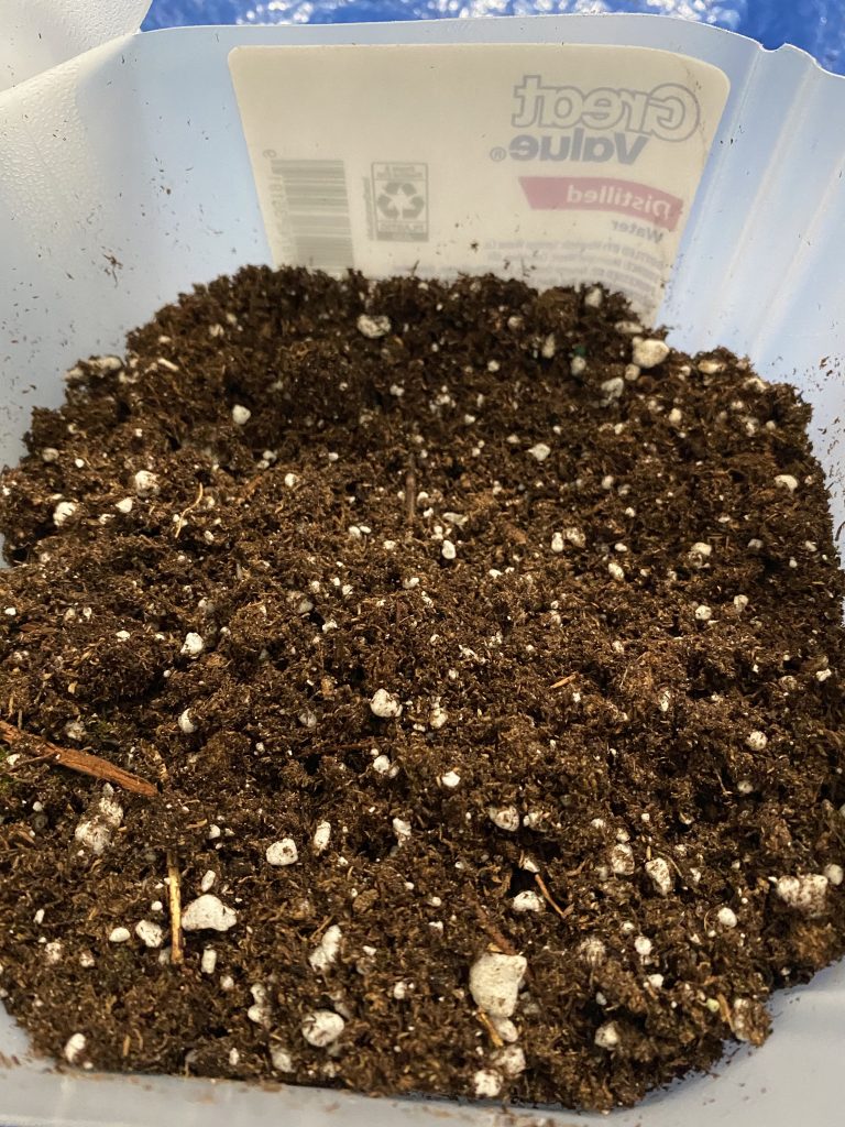 Potting soil in jug.   Placed about 2 inches of soil, dampened soil.  Added seeds on top and covered with a thin layer of additional soil.  Moistened it, again,  before labeling and taping jug shut. 