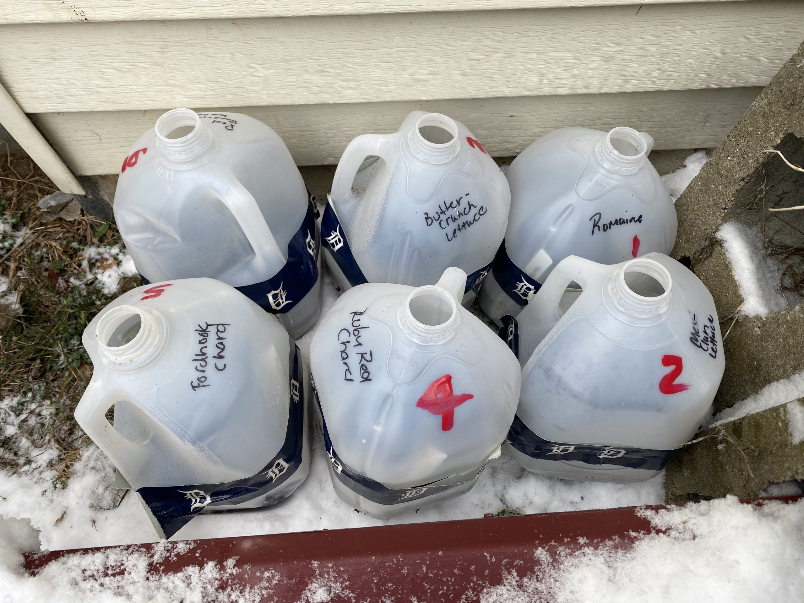 Winter-sowed jugs outside in the snow