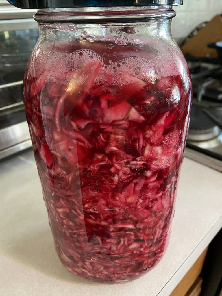 Jar of fermenting cabbage and beet sauerkraut with caraway seeds.  This jar was just packed to ferment and has the fermentation lid and weight