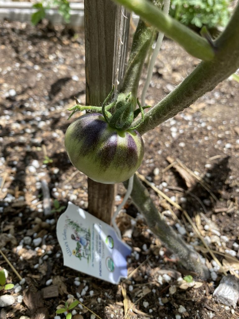 First tomato growing (an Indigo Blue Beauty)