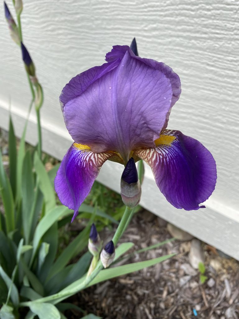 Purple Iris bloom